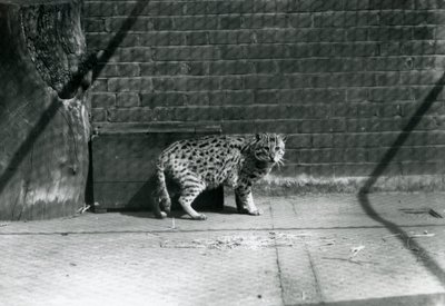 Eine Fischkatze im Londoner Zoo, Juli 1921 von Frederick William Bond